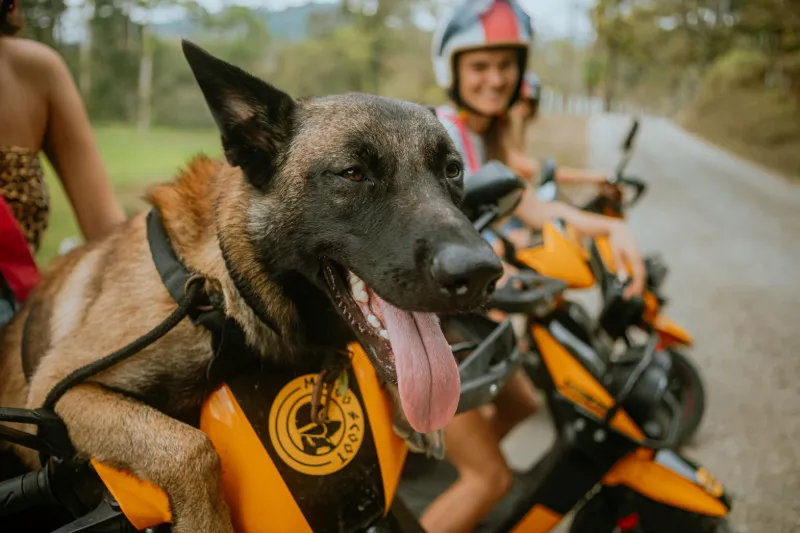 Mango, the Mango Scoot dog